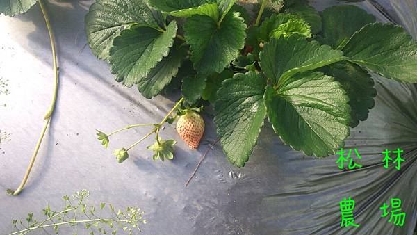 溫室圍好了，開始有草莓