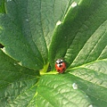 草莓園生態