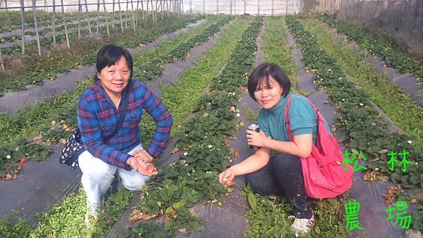 東海大學農學院閻院長夫人和郭教授夫人草莓園合影