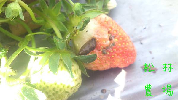 草莓損耗之一_蛞蝓吃草莓