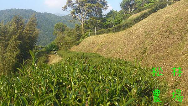 漂亮的茶芽