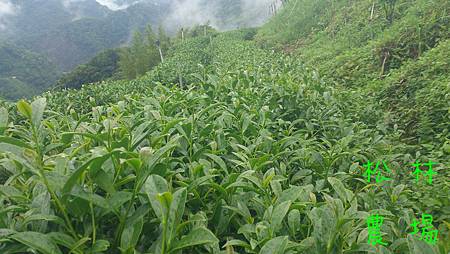 5月1日的茶芽