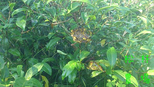 茶樹上的大黃蜂