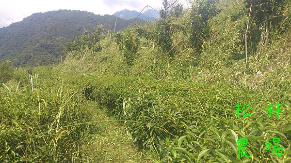 砍草完成的茶園