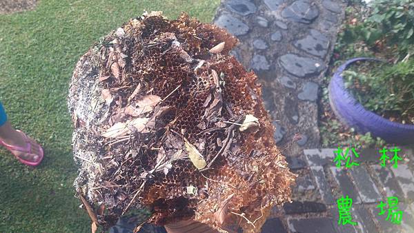 被土蜂攻擊後剩下的蜜蜂巢