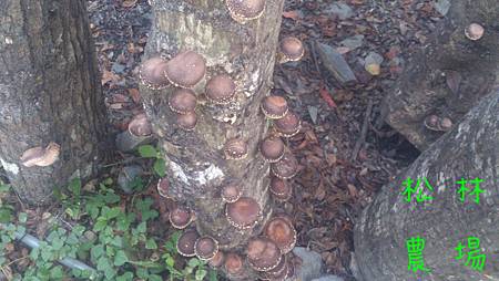野放的木頭香菇