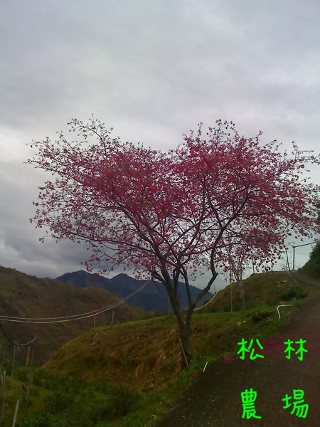 2008年茶園的山櫻花