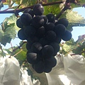 黑金龜葡萄園的葡萄