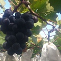 黑金龜葡萄園的葡萄