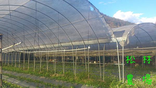 草莓的溫室遮雨棚拉好了