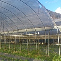 草莓的溫室遮雨棚拉好了