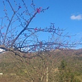 山櫻花開始開了