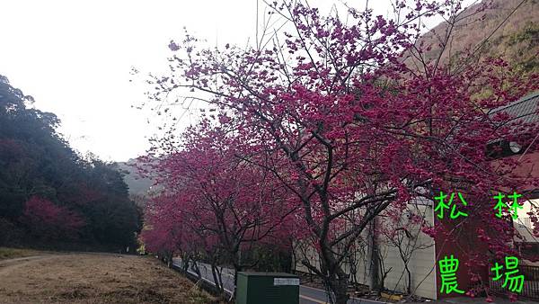 春陽部落的櫻花盛開