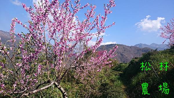 水蜜桃花