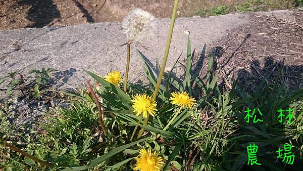 野花草