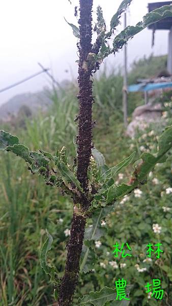 土當歸枝幹都是螞蟻眷養的蚜蟲