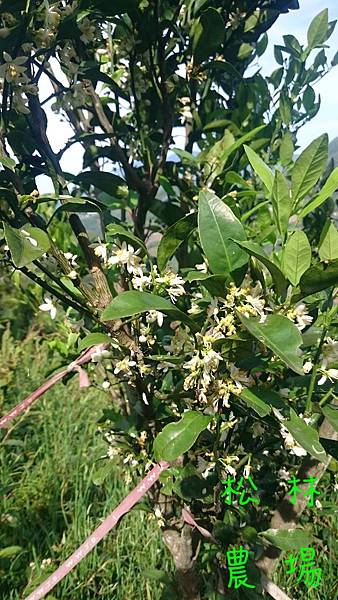 3月31日茂谷柑開花