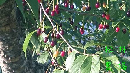 4月3日茶園的櫻花果