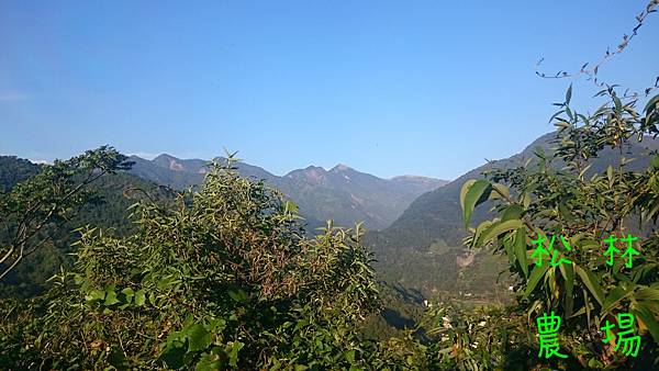 4月3日茶園景緻