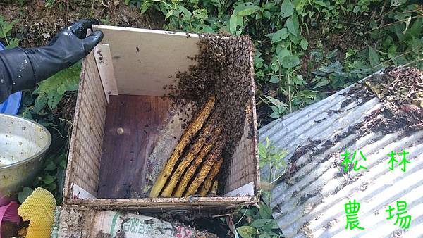 4月7日茶園的野生蜂蜜採收