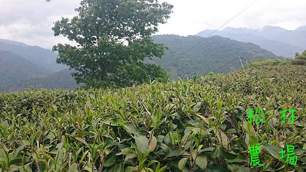 4月10日的茶芽