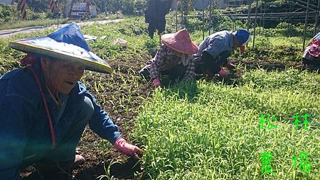 請4個原住民老人來疏小米及除草