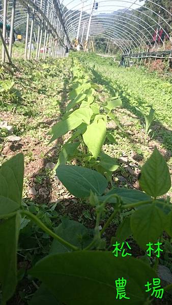 原生豆植株