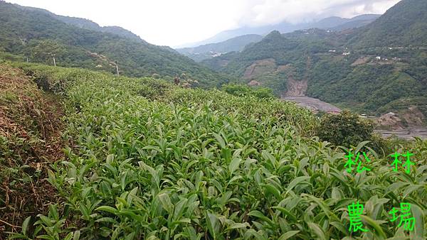 4月21日的茶芽