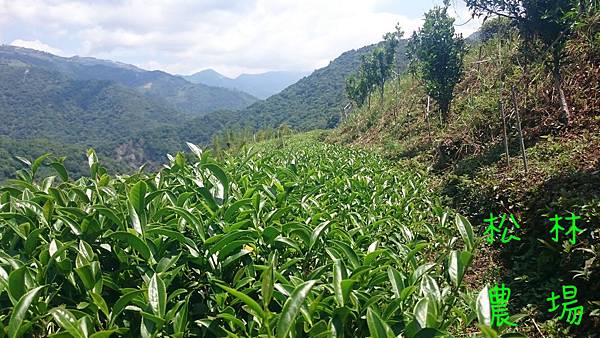 4月28日的茶芽