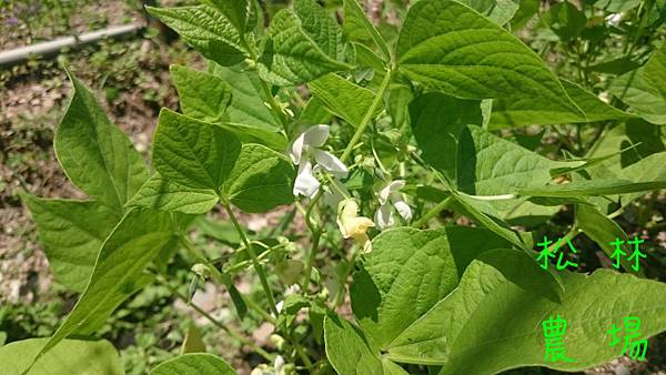 原生豆開花結果