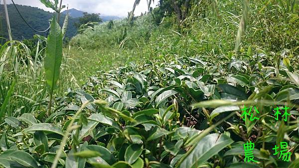 茶園的茶樹發芽了