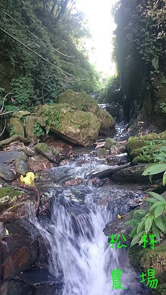 茶園水源地