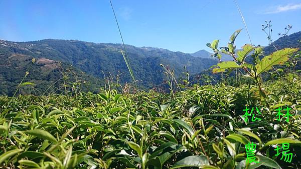 砍草後的茶園