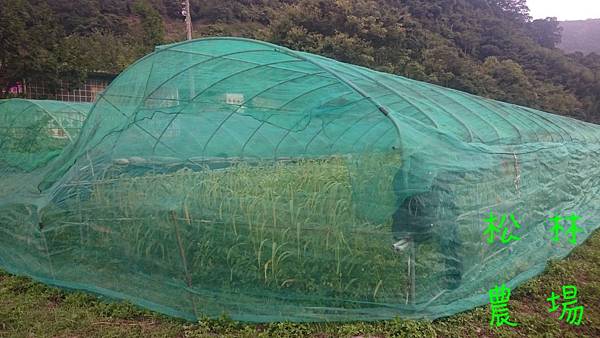 小米區圍細網，防"布魯斯"[山上的一種小麻雀]來吃