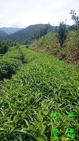 7月2日的茶芽