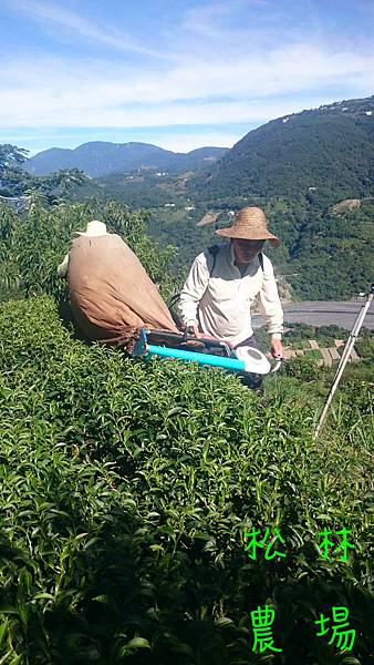 7月5日採烏龍紅茶