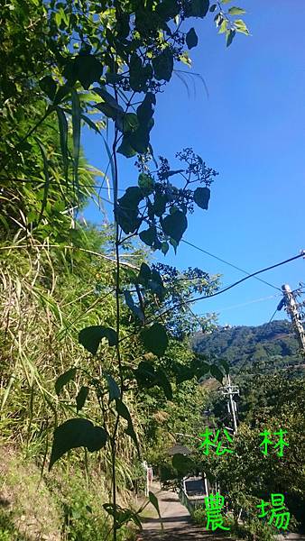 8月1日的天空