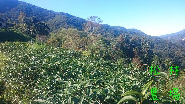 冬天的茶園