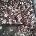 野放的木頭香菇採收