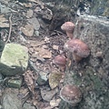 野放的木頭香菇