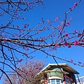 也擺呵溫泉會館的山櫻花開始綻放