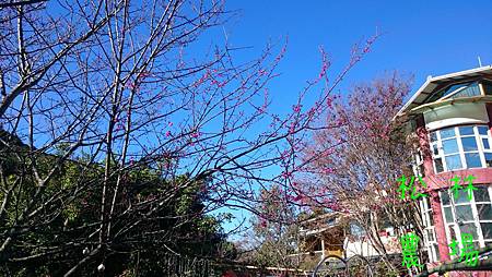 山櫻花開始綻放