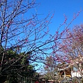 山櫻花開始綻放