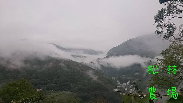 1月24日上午茶園看雪景