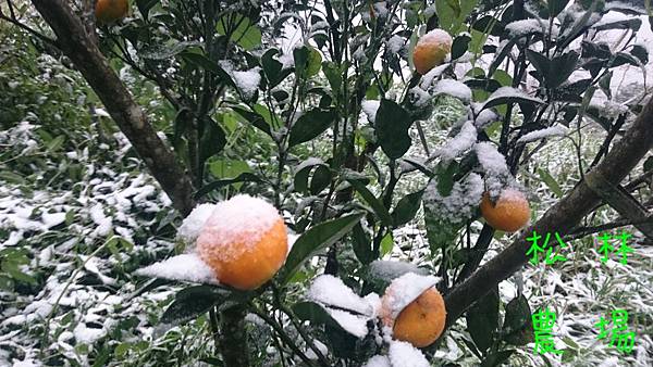 1月24日下午4點多時茶園、果樹區雪量很多