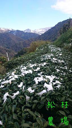 1月25日早晨農場茶園果樹區的雪景