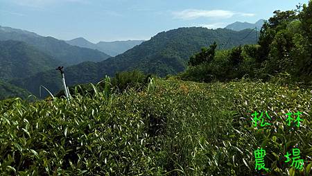 茶園持續拔草