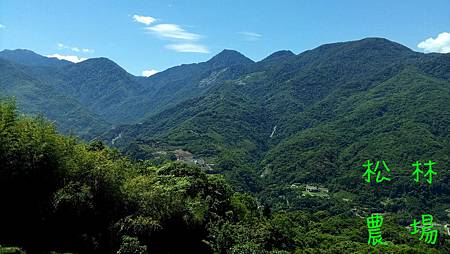 優勞的茶園對面是我的茶園