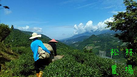 5月15日採茶