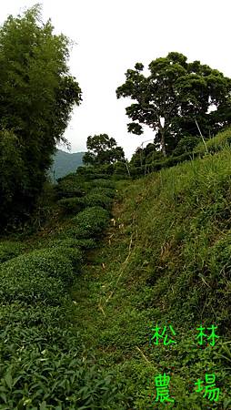 5月20日茶樹小修剪完成